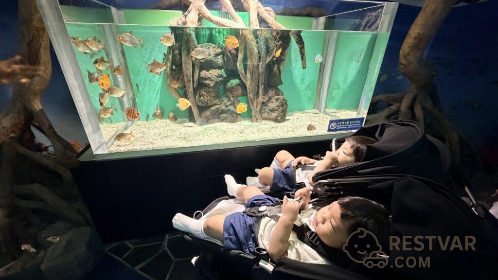 유모차에 나란히 앉아 수조를 보는 16개월 쌍둥이
